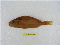 藏品(四線列牙鯻)的圖片